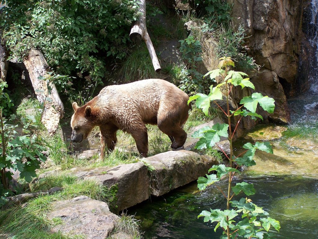 Alpenzoo Bear