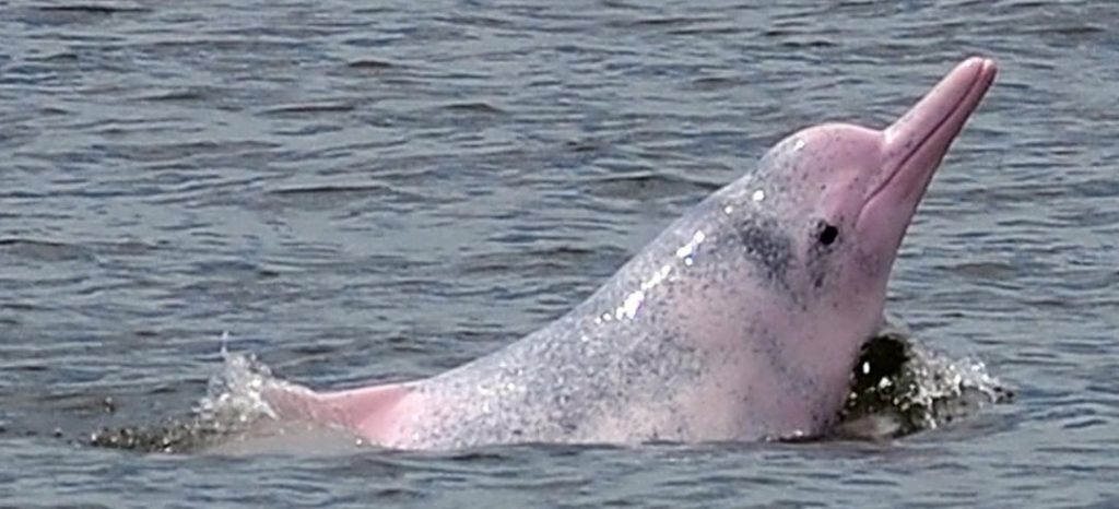 Pink Dolphin