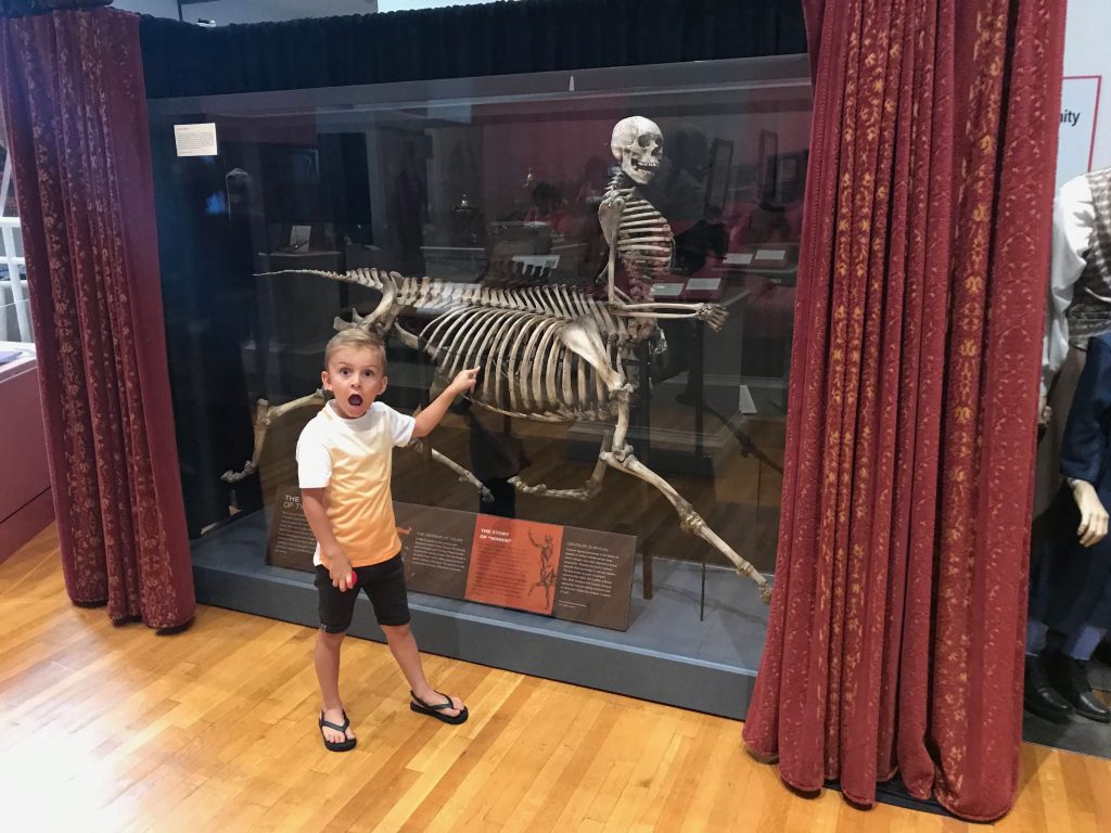 Centaur Exhibit at the Barnum Museum