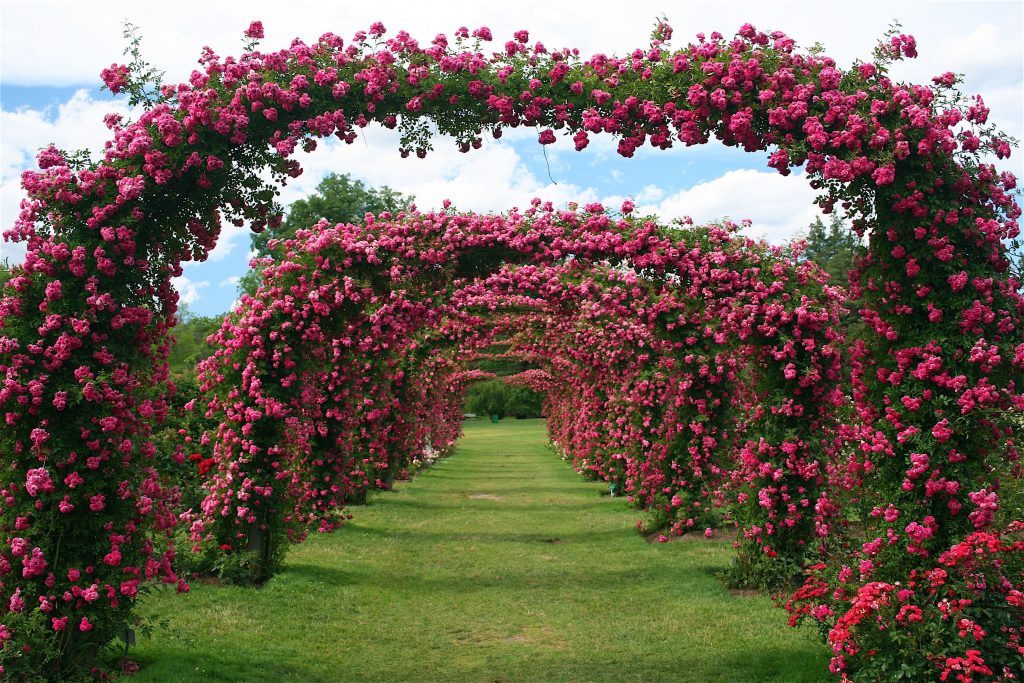 Elizabeth Park's Rose Garden