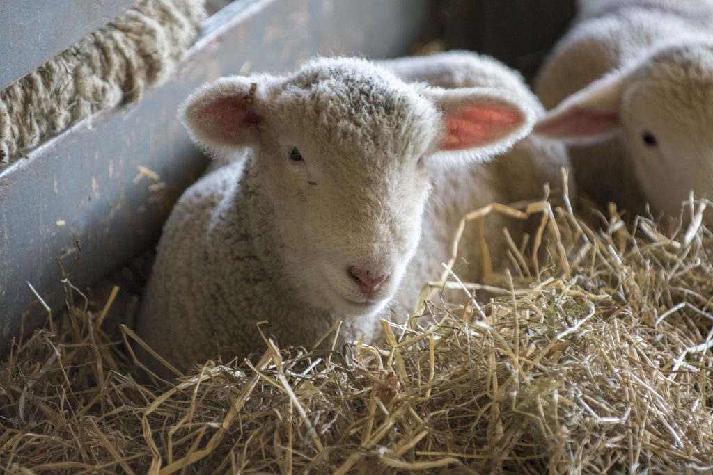 UConn Animal Barns